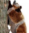/album/hagamos-algo/oso-mexicano-jpg1/